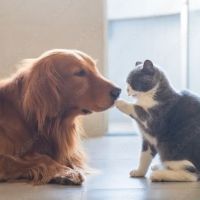 Creature Comforts House Call Veterinary Service ico