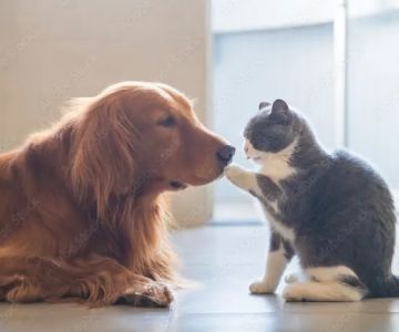 Creature Comforts House Call Veterinary Service