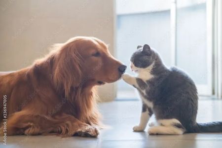 Creature Comforts House Call Veterinary Service
