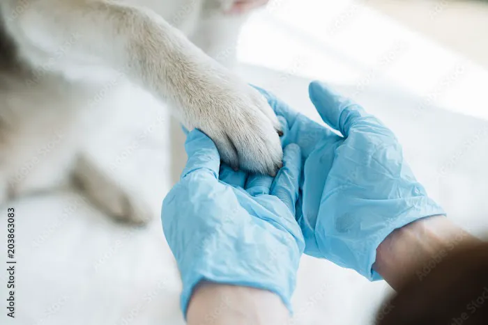 Creature Comforts House Call Veterinary Service 12