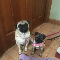 Bayview Veterinary Clinic: Wintermantel Gina DVM ico