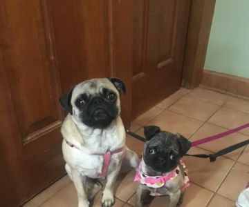 Bayview Veterinary Clinic: Wintermantel Gina DVM
