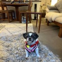 Bay View Veterinary Clinic ico