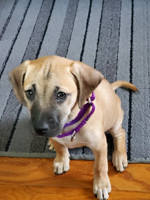 Lyons Veterinary Service, LLC 1