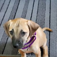 Lyons Veterinary Service, LLC ico
