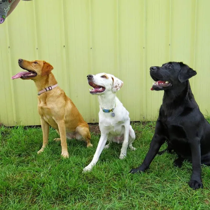 Family Pet Boarding 3
