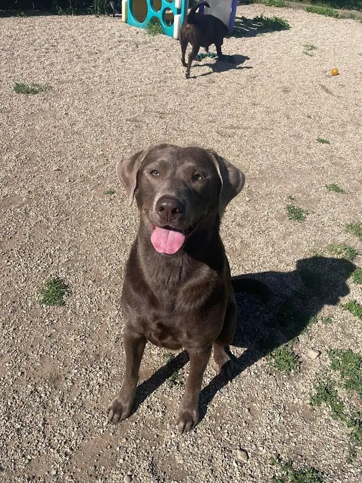 Family Pet Boarding 2