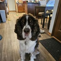 Family Pet Boarding ico