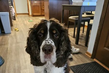 Family Pet Boarding