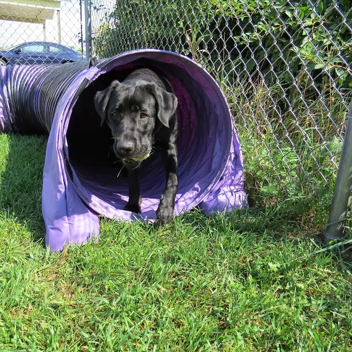 Family Pet Boarding 5