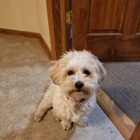 Veterinary Medical Services Corporation ico