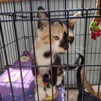 Lake Geneva Animal Hospital ico