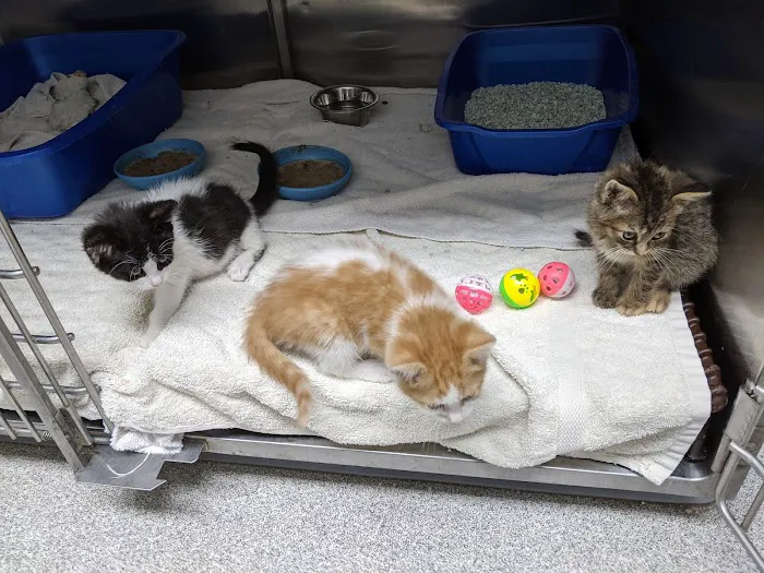 Maple City Animal Hospital 3