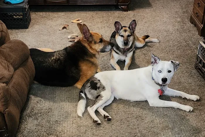 Maple City Animal Hospital 5