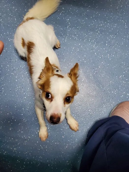 Maple City Animal Hospital 7
