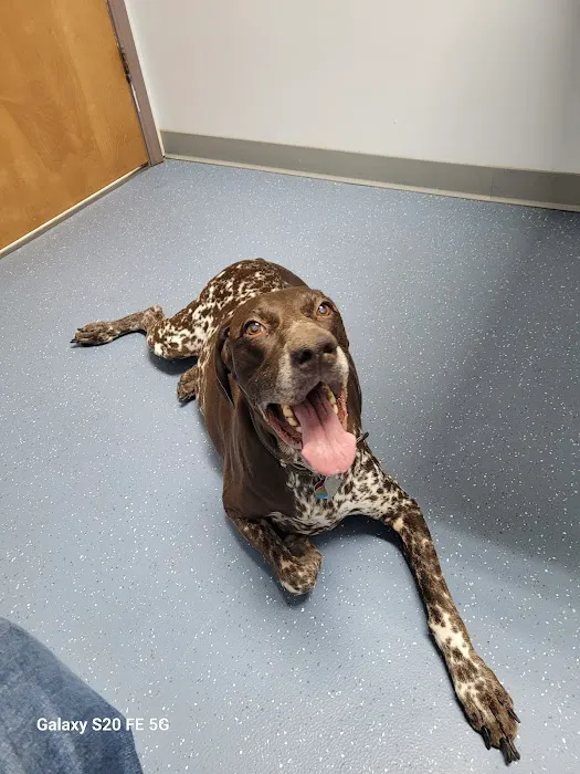 Maple City Animal Hospital 1