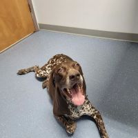Maple City Animal Hospital ico