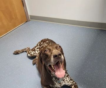 Maple City Animal Hospital