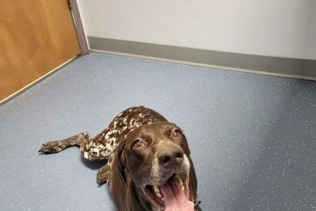 Maple City Animal Hospital