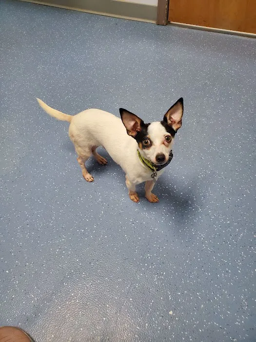 Maple City Animal Hospital 10