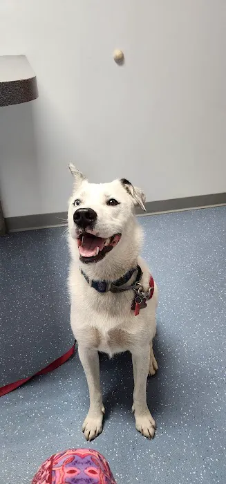 Maple City Animal Hospital 2
