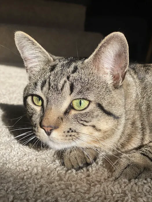 Maple City Animal Hospital 8