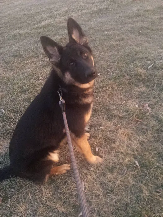 Maple City Animal Hospital 6