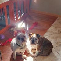 PetVet Vaccination Clinic ico