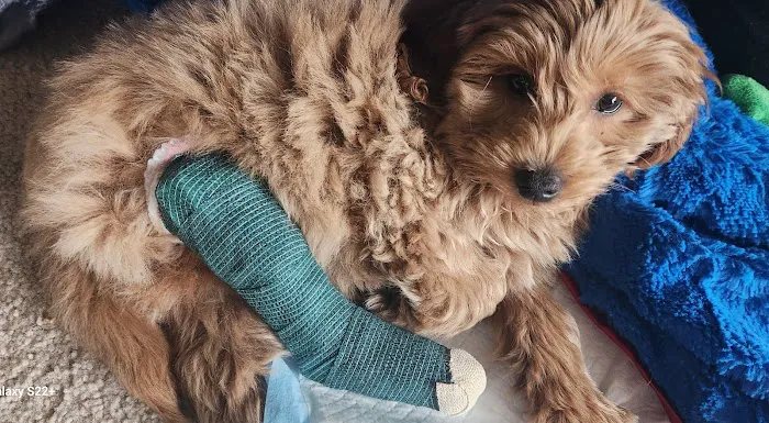La Porte Animal Hospital 5