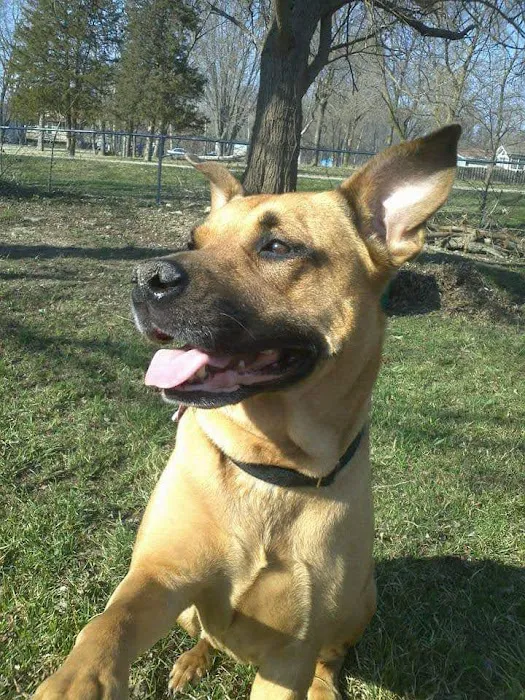 La Porte Animal Hospital 8