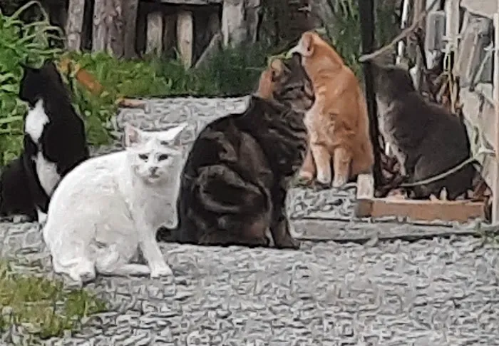 Knox Veterinary Clinic 3