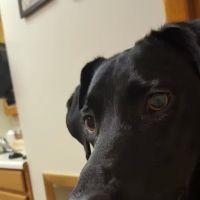 Knox Veterinary Clinic ico
