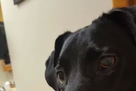 Knox Veterinary Clinic