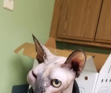 Animal Medical Center of Crystal Lake