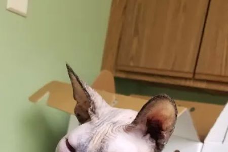 Animal Medical Center of Crystal Lake