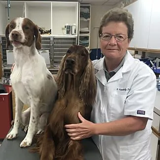 Dundee Animal Hospital of Algonquin 2