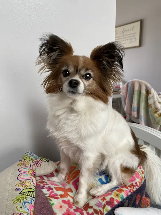 Healthy Paws Animal Hospital 6