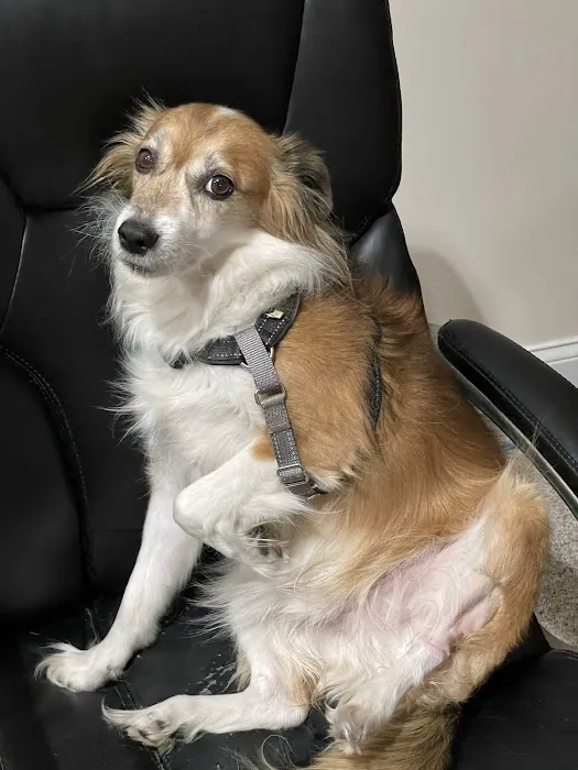 Healthy Paws Animal Hospital 7