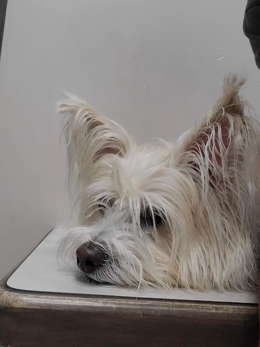 Elgin Animal Clinic 5