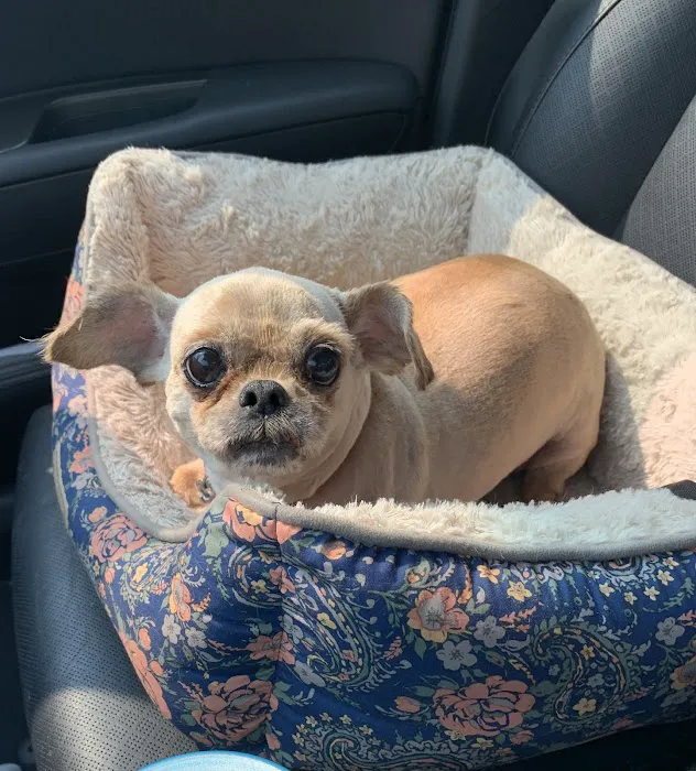 Elgin Animal Clinic 10