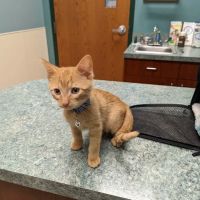 Animal Clinic of South Elgin ico