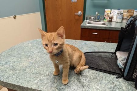 Animal Clinic of South Elgin