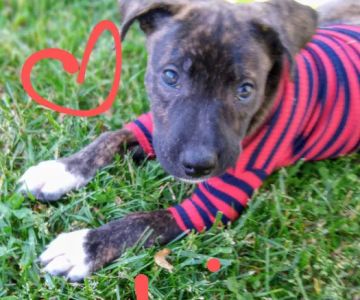 Just Animals Shelter: Pet Wellness Clinic