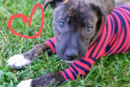 Just Animals Shelter: Pet Wellness Clinic