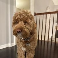 Cleveland Veterinary Clinic ico