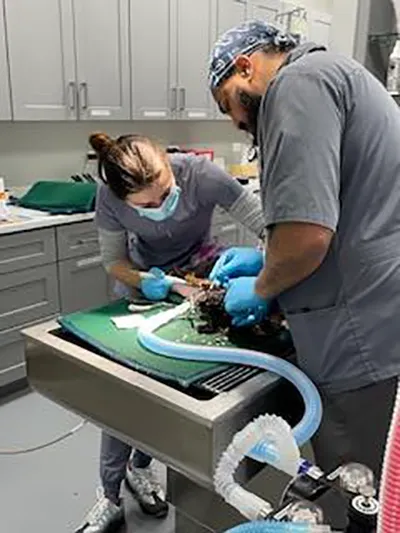 Bowes Animal Hospital 1