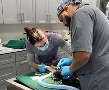Bowes Animal Hospital