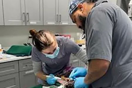 Bowes Animal Hospital
