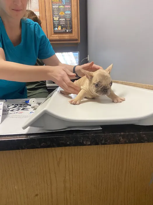 Bowes Animal Hospital 5
