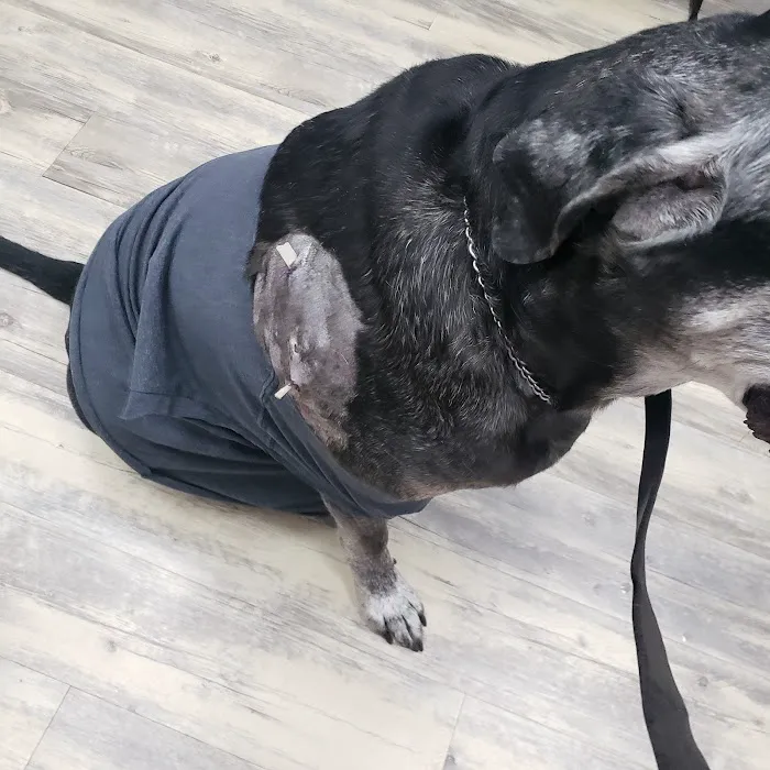Bowes Animal Hospital 6